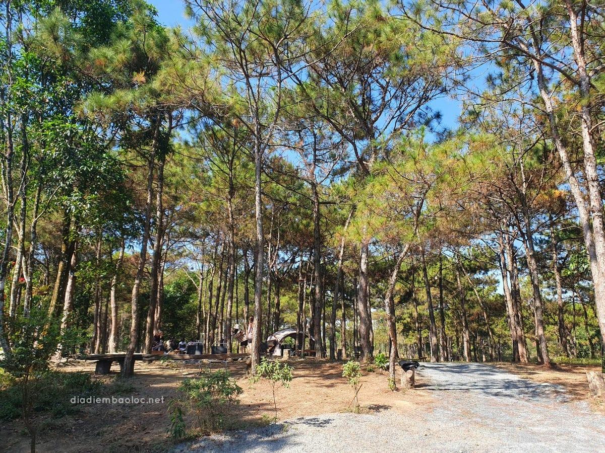 Review Quán Cafe Nhà Gỗ Trong Rừng Bảo Lộc Lâm Đồng