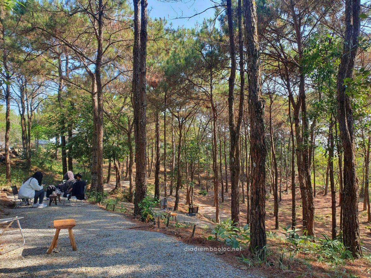 Review Quán Cafe Nhà Gỗ Trong Rừng Bảo Lộc Lâm Đồng